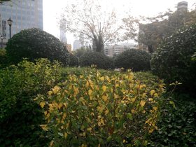 06-bushes.jpg