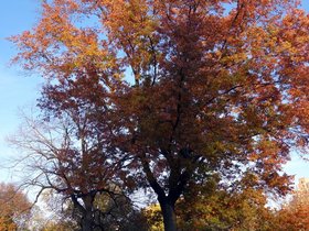 19-day3-central-park-yellow.jpeg